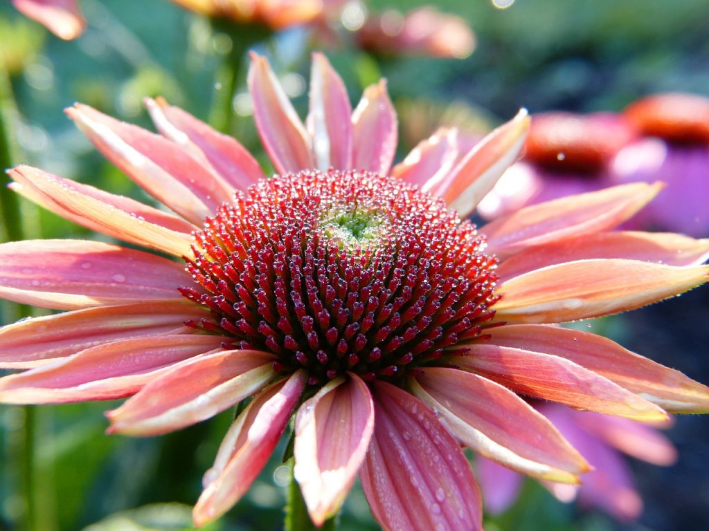 echinacea, coneflower, blossom